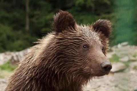 Wet Teddy Bear Фото