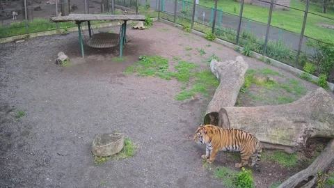 A wet tiger eats grass in a cage after the rain Stock Footage 154396034