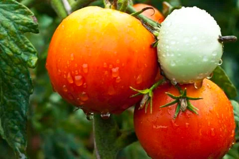 Wet tomato Stock Photos