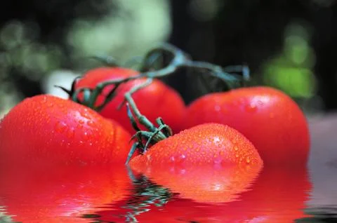 Wet tomatoes Stock Photos