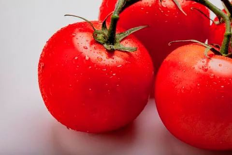 Wet Tomatoes on the Vine Stock Photos