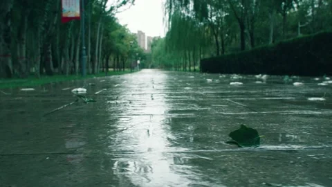 Wet trail after rain Stock Footage 234054330