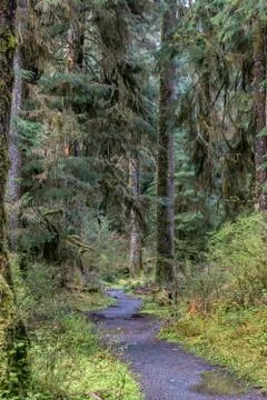 Wet trail through the rainforest Stock Photos