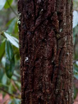 Wet Tree Bark Stock Photos