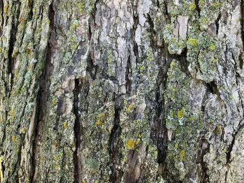 Wet tree bark quick reference Stock Photos