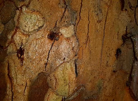 Wet-tree-bark-texture-020 Stock Photos