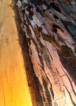 Wet-tree-bark-texture-021 Stock Photos