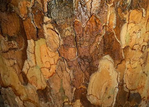 Wet-tree-bark-texture-022 Stock Photos
