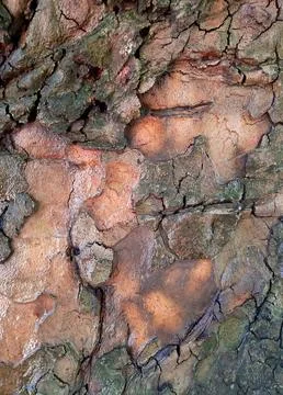 Wet-tree-bark-texture-023 Stock Photos