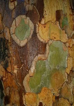 Wet-tree-bark-texture-024 Stock Photos