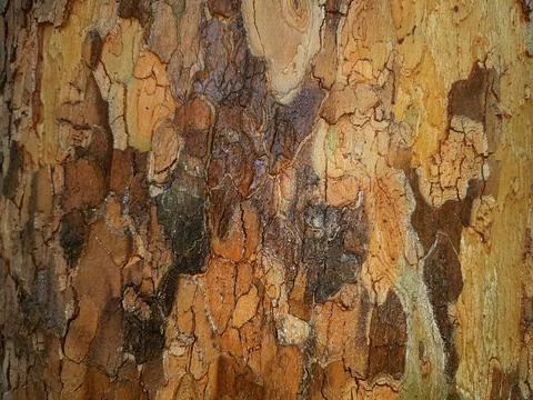 Wet-tree-bark-texture-032 Stock-Fotos