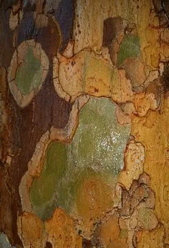 Wet-tree-bark-texture-034 Stock-Fotos