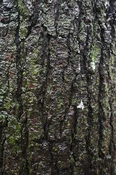 Wet tree bark texture close up view Stock Photos