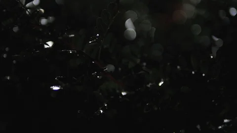 Wet tree branches, light from a lantern at night Stock-Footage 118793347