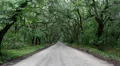 wet tree canopy dirt road in rain HD 동영상