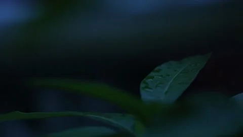 Wet tree leaf at night time. Stock Footage 147321285
