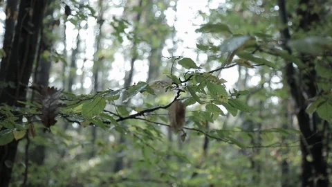 Wet tree leaves in the forest Stock Footage 127142596