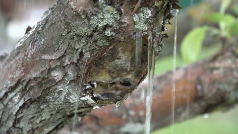 Wet tree in the rain 4K Stock Footage 90684950