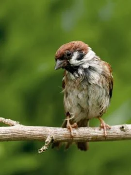 Wet Tree Sparrow Stock Photos