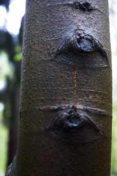 Wet tree trunk. After the rain.Texture, close Stock Photos