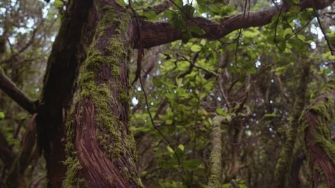 Wet tree trunk overgrown with moss in a tropical rainforest 스톡 동영상 98932450