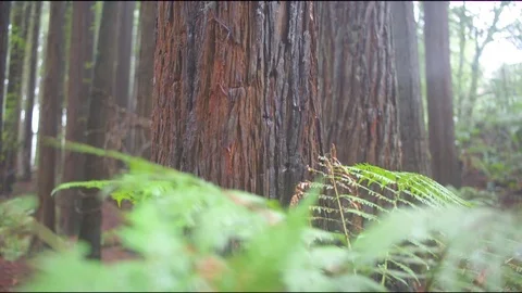 Wet trees in forest during rainy season Stock Footage 76102083