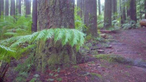 Wet trees in forest during rainy season Stock Footage 76103207