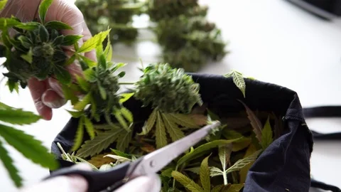 Wet Trimming marijuana process. Prepearing fresh cannabis harvest in details Stock Footage 107425697