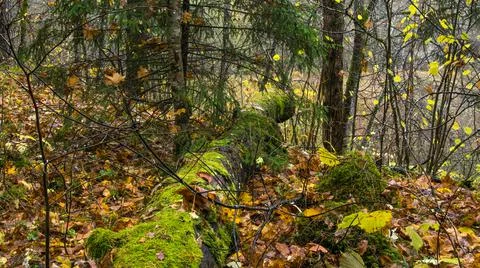 Wet trunk of a fallen tree covered with green moss among wet yellow fallen le Stock Photos