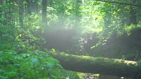 Wet trunk of a fallen tree over a forest stream. Stock Footage 155348410