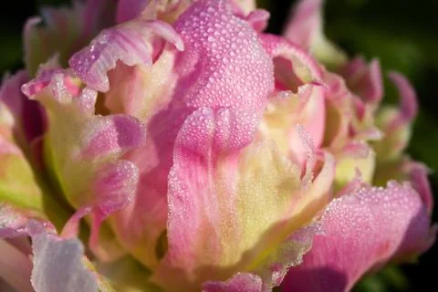 Wet tulip Stock Photos