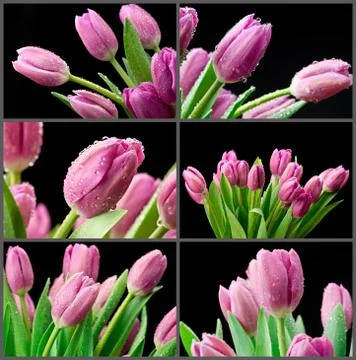 Wet tulips Stock Photos