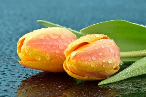 Wet tulips Foto stock