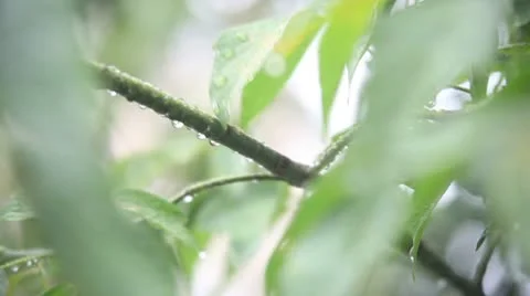 Wet twig 動画素材 10684853