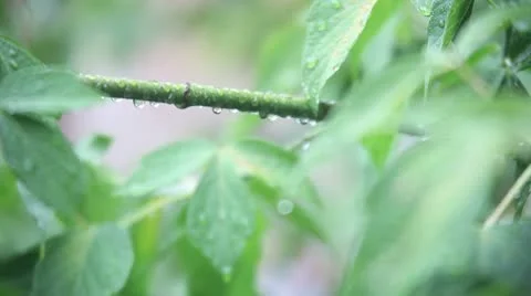 Wet twig 動画素材 10684868