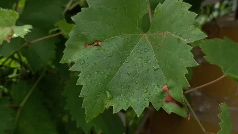 Wet vine leaf with large raindrops sways in the wind Видео 158106189