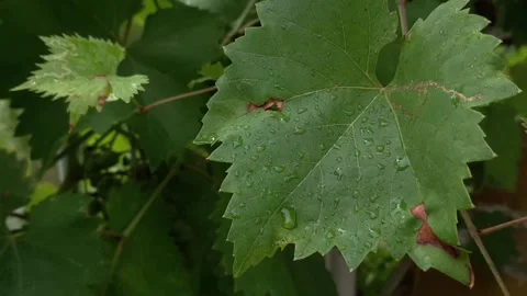 Wet vine leaf with large raindrops sways in the wind 動画素材 158106257