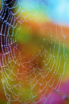 Wet web on a bright colored background Stock Photos