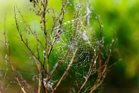 Wet web with drops on a bush 스톡 사진