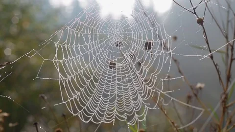 Wet web on the wind Stock Footage 77337218