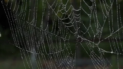 Wet web.The wind sways the web. Stock Footage 118493736
