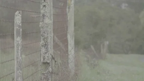 Wet Weeds Close-up 스톡 동영상 85065861