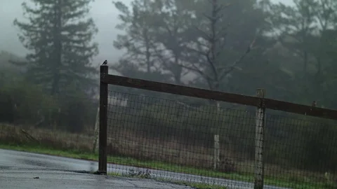 Wet Weeds Close-up Stock Footage 85085810