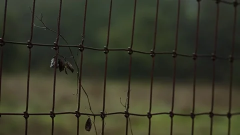 Wet Weeds Close-up - Log 스톡 동영상 85094415