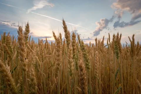 Wet wheat Stock Photos