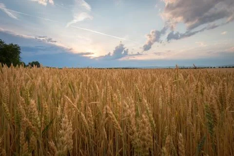 Wet wheat Stock Photos