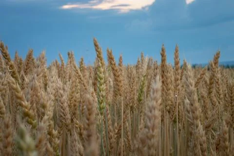 Wet wheat Stock Photos