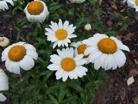 Wet white and yellow flowers Stock Photos