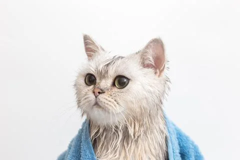 Wet white cat, after bathing, wrapped in a blue towel Stock Photos