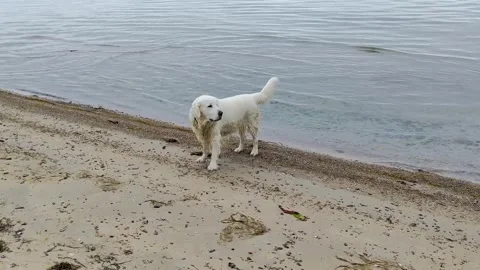 Wet white dog exploring coastal shoreline Stock Footage 313384245